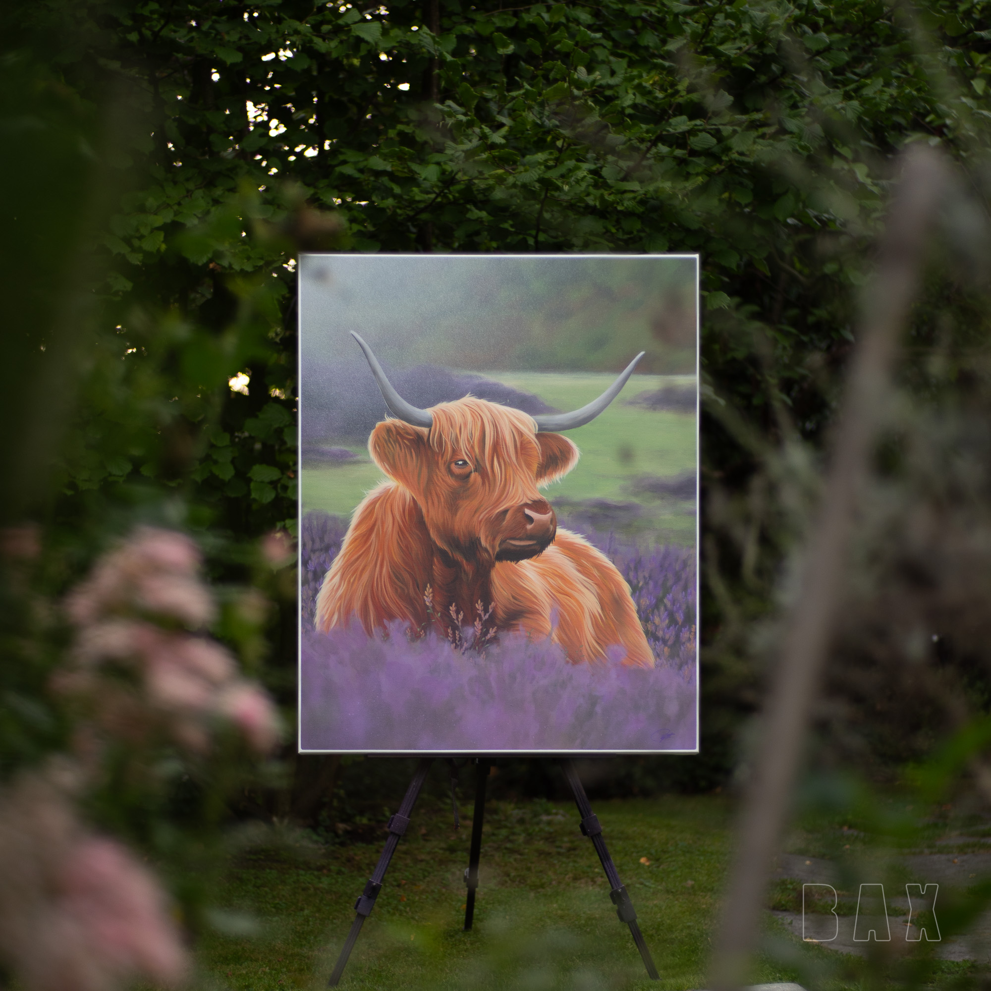 Leinwand Hochlandrind